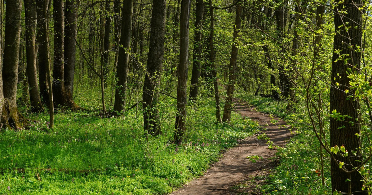 Padurea Crang devine din nou rezervatie naturala
