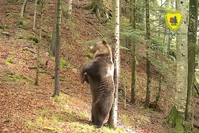 Baloo ursul adevarat anima padurea Teregova