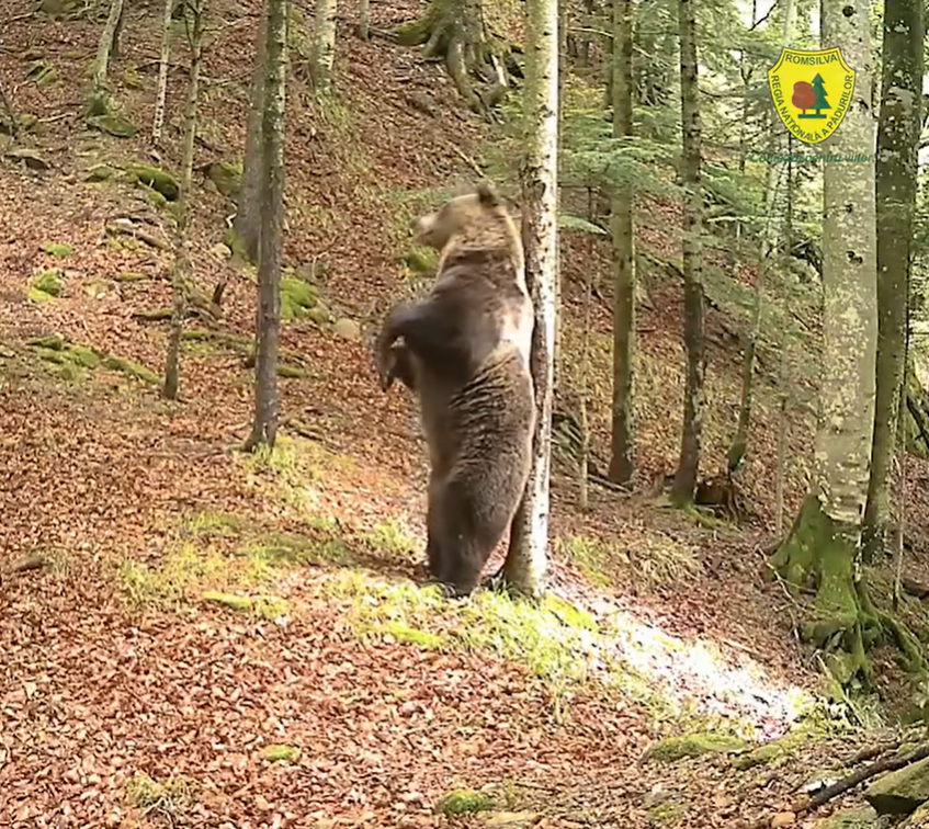 Baloo ursul adevarat anima padurea Teregova