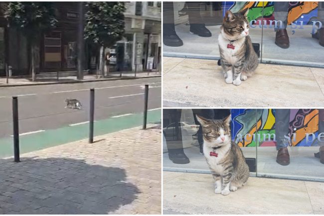 VIDEO Pisica Nina mascota din Cluj cu 9 vieti