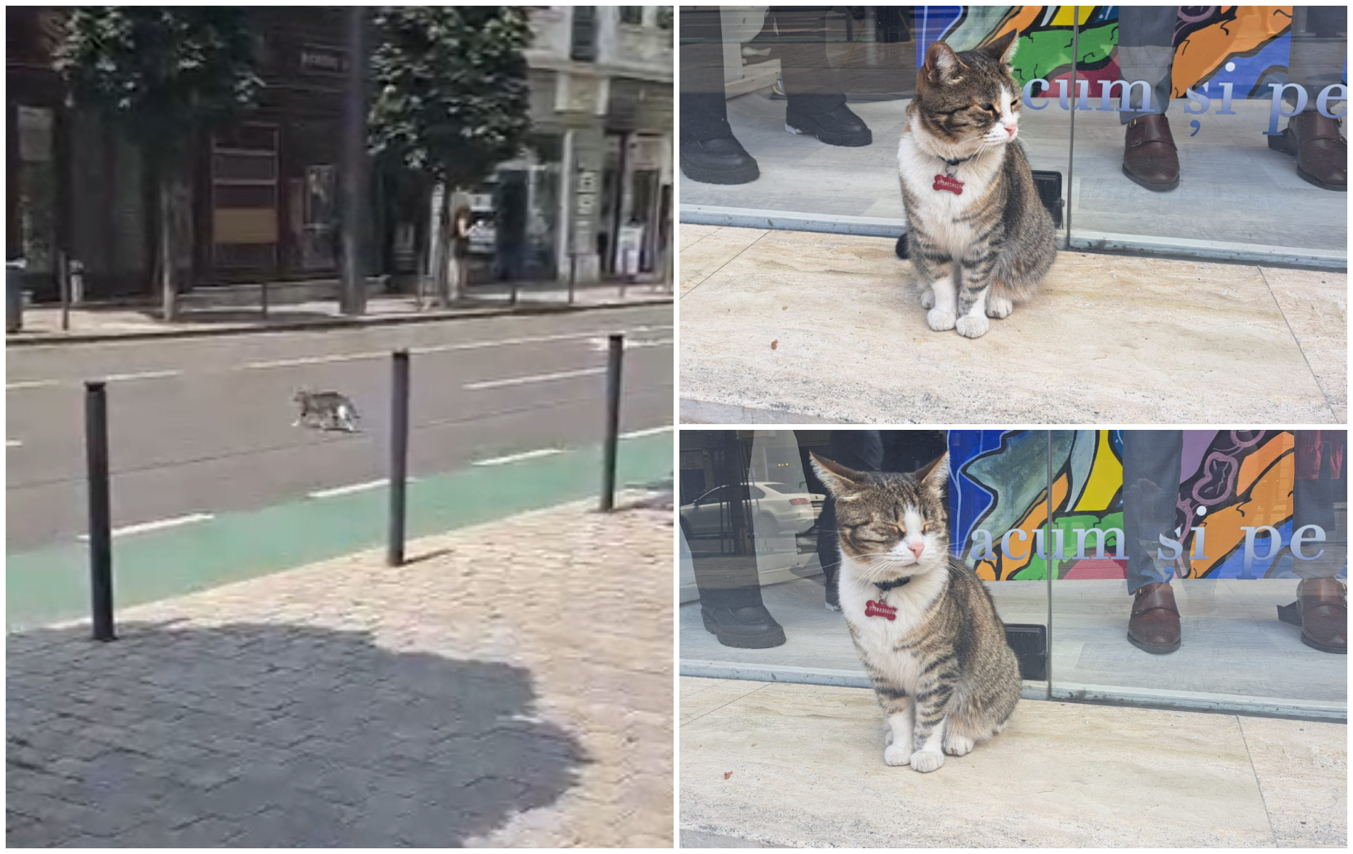 VIDEO Pisica Nina mascota din Cluj cu 9 vieti