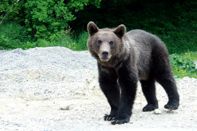 Alert la Sibiu Urs pe DN7 lng Vetem