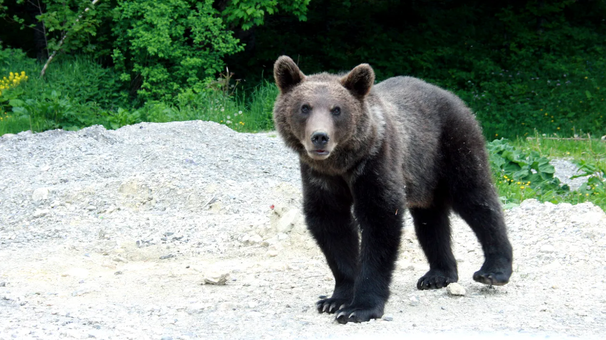 Alert la Sibiu Urs pe DN7 lng Vetem
