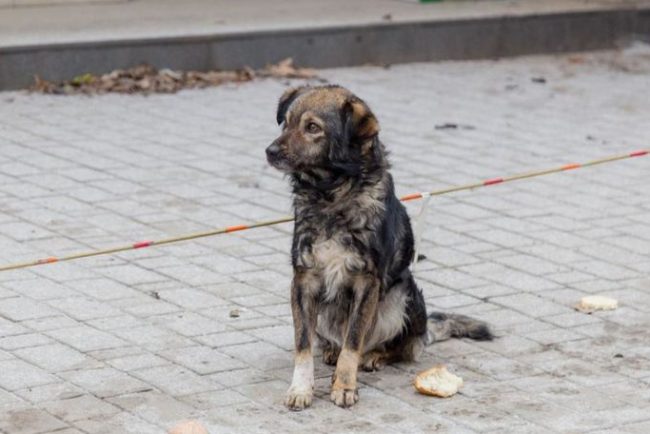 gest revoltator in cluj napoca doi tineri abandonau un caine