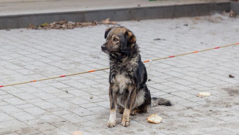 gest revoltator in cluj napoca doi tineri abandonau un caine