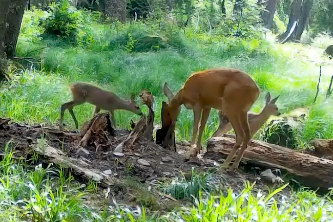 Familia Bambi adorabila in padurile Clujului