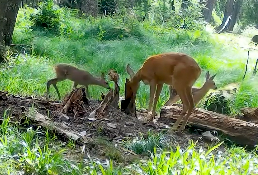 Familia Bambi adorabila in padurile Clujului