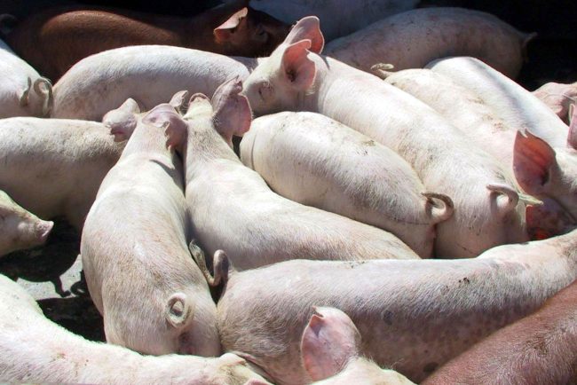Focar de pesta porcina africana in Racovita Timis