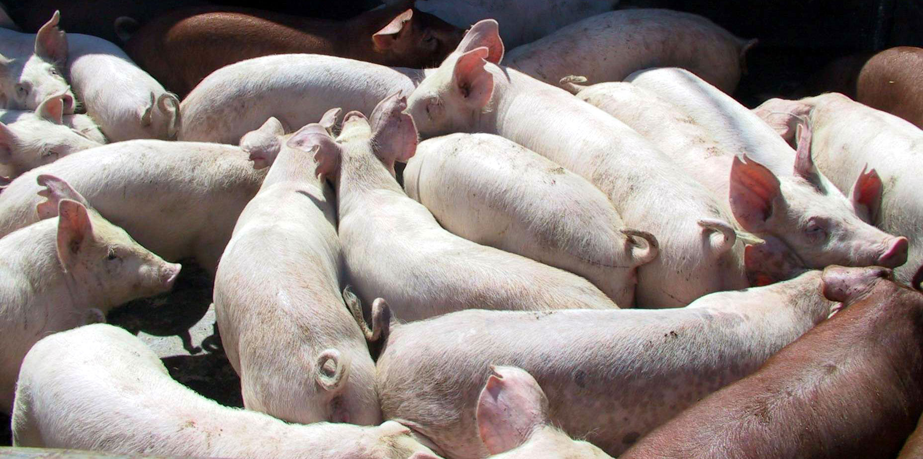 Focar de pesta porcina africana in Racovita Timis