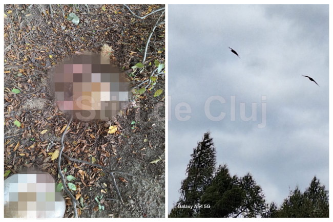 VIDEO Sceana socanta la Cluj Animale eviscerate in padurea Faget
