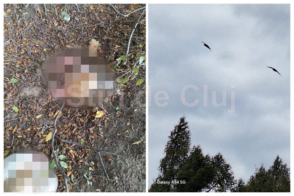 VIDEO Sceana socanta la Cluj Animale eviscerate in padurea Faget