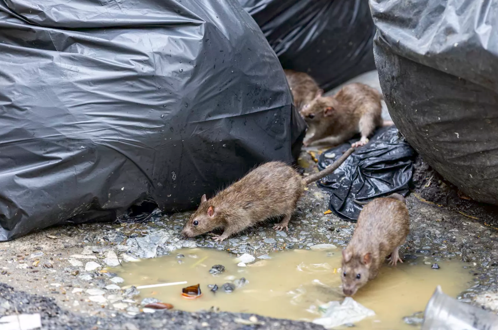 Scene socante in Cluj Sobolani observati langa o scoala din oras Rozatoarele suprinse iesind din centrala de termoficare Este necesara igienizarea