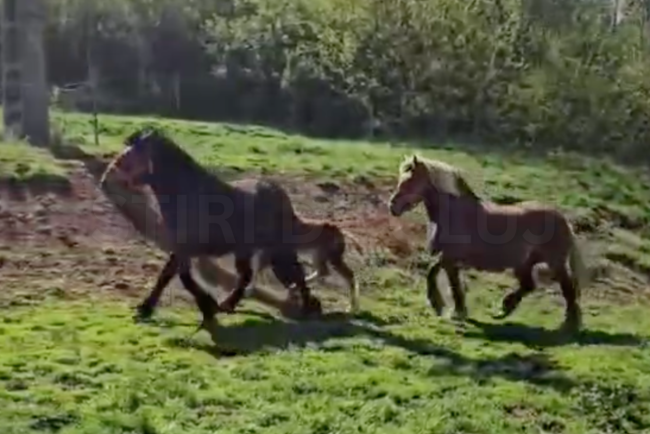 VIDEO Cautarea disperata a cailor furati din Cluj a durat un an Hotii i au vandut de trei ori in toata tara Cum a reusit proprietarul sa i recupereze