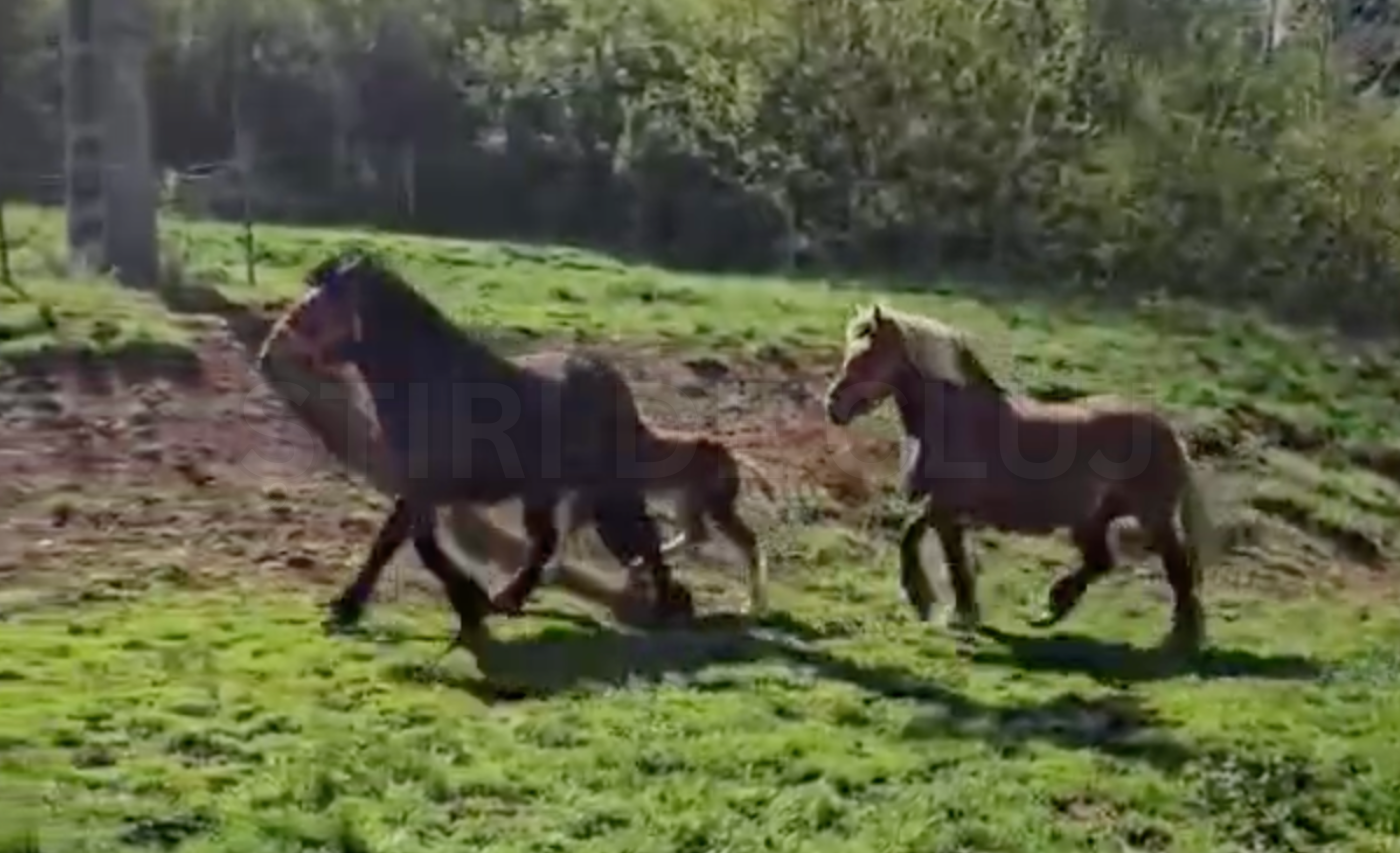 VIDEO Cautarea disperata a cailor furati din Cluj a durat un an Hotii i au vandut de trei ori in toata tara Cum a reusit proprietarul sa i recupereze