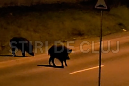 VIDEO Clujul invadat de mistreti Cinci animale salbatice se plimba pe o strada ca in padure Oamenii trebuie sa fie prudenti noaptea pe strada