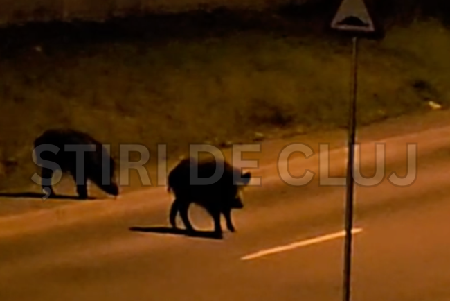 VIDEO Clujul invadat de mistreti Cinci animale salbatice se plimba pe o strada ca in padure Oamenii trebuie sa fie prudenti noaptea pe strada
