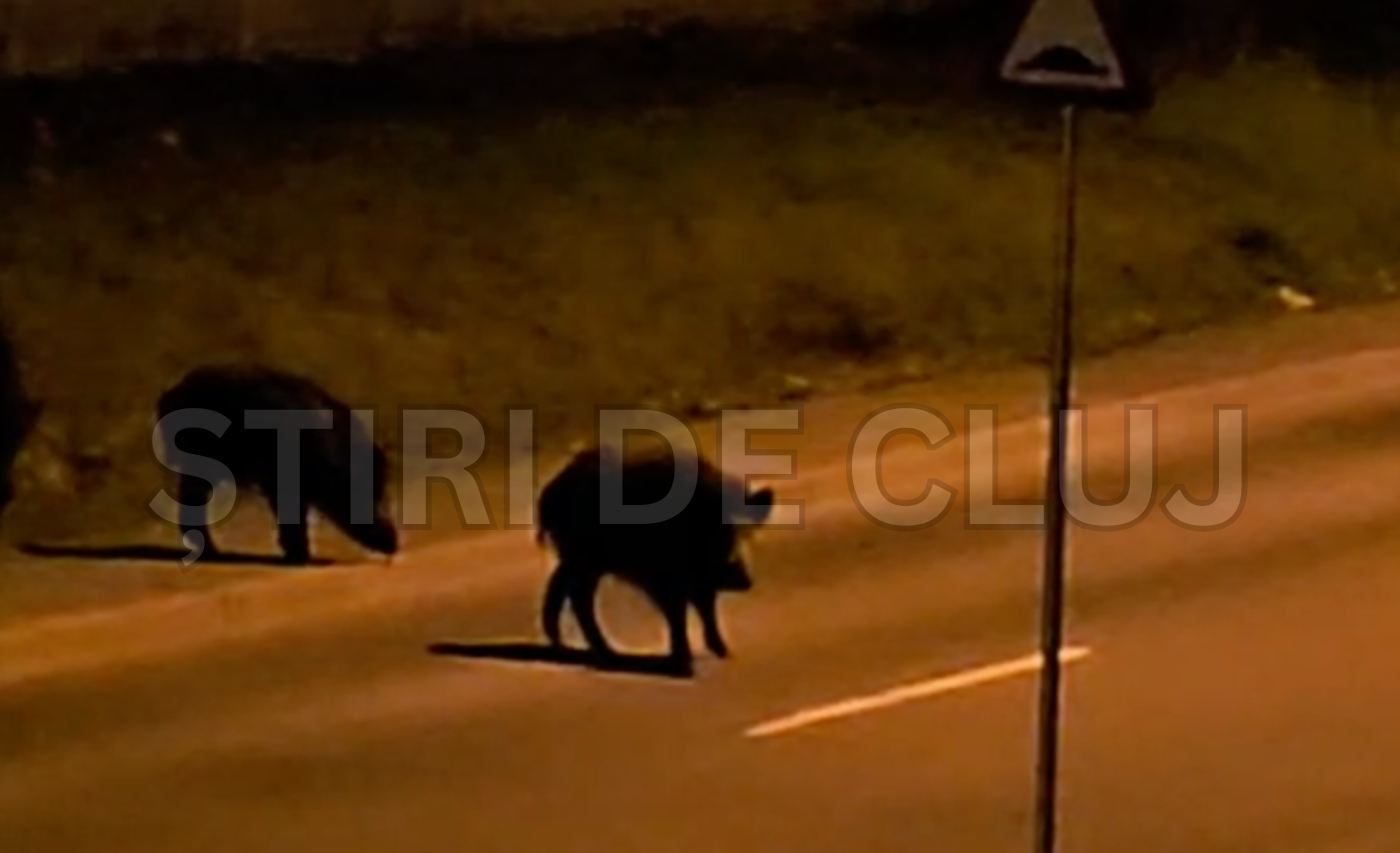 VIDEO Clujul invadat de mistreti Cinci animale salbatice se plimba pe o strada ca in padure Oamenii trebuie sa fie prudenti noaptea pe strada