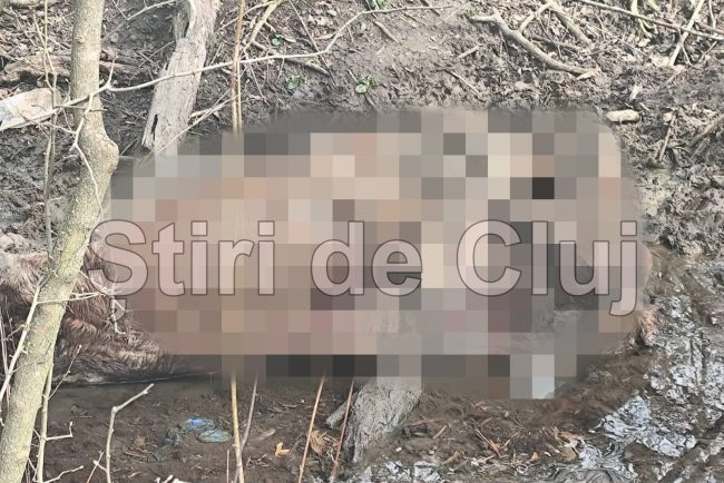 cadavru in descompunere gasit intr un parau din floresti cluj este un focar de infectie incredibil cum poti sa faci asa ceva imagini cu un impact emotional puternic