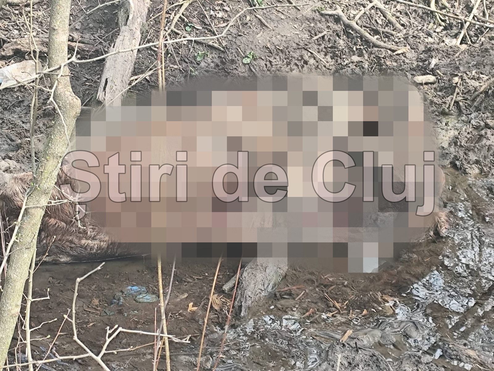 cadavru in descompunere gasit intr un parau din floresti cluj este un focar de infectie incredibil cum poti sa faci asa ceva imagini cu un impact emotional puternic