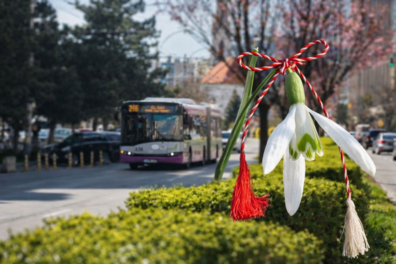 cu ocazia zilei internationale a femeii ctp cluj ofera transport public gratuit pentru toate doamnele si domnisoarele pe 8 martie