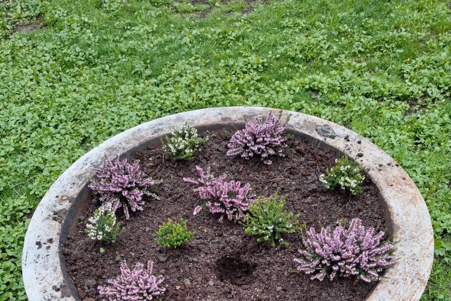 Florile din Parcul Chisimigiu pazite de politistii locali Sute de flori furate in numai cateva zile