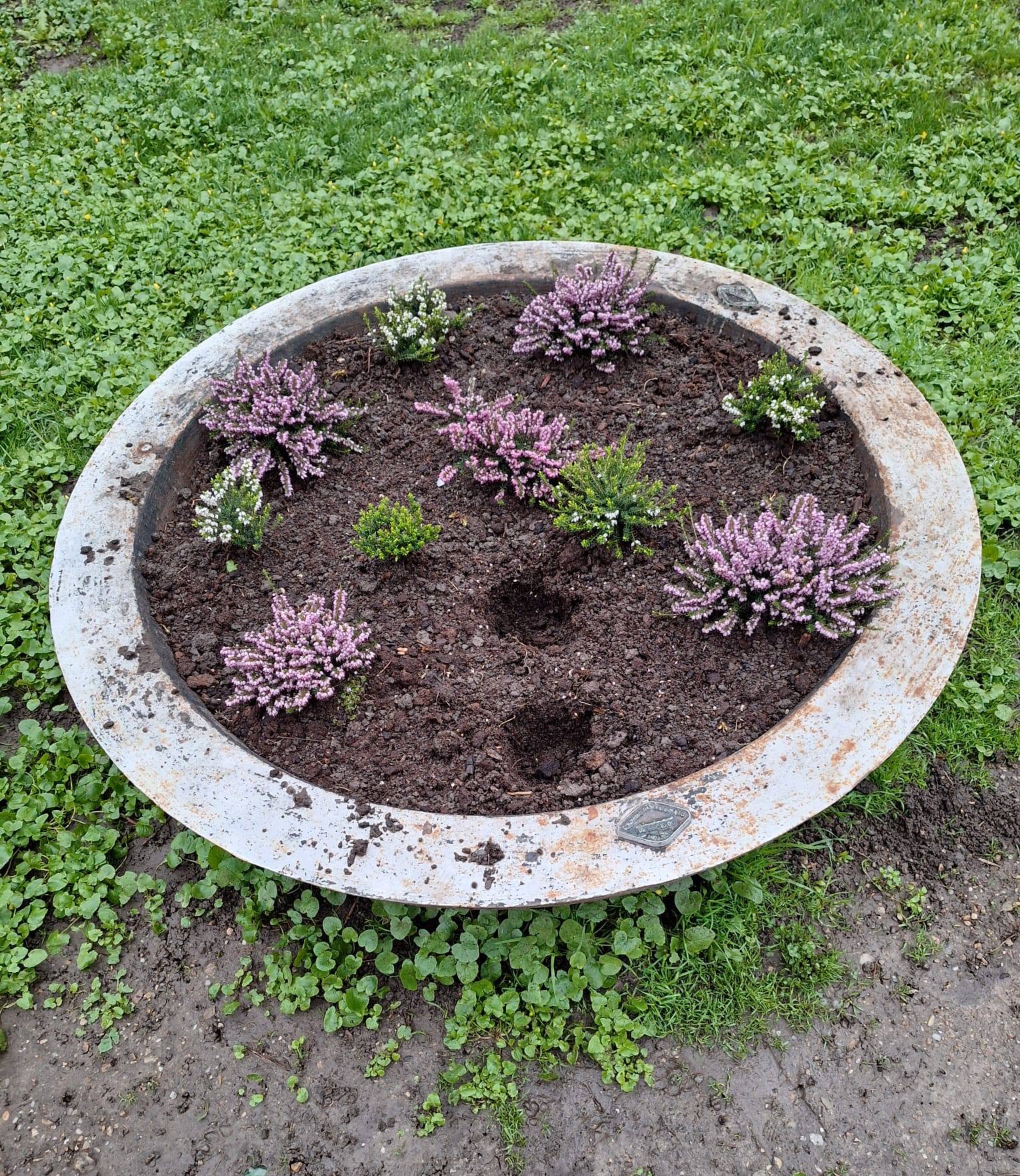 Florile din Parcul Chisimigiu pazite de politistii locali Sute de flori furate in numai cateva zile