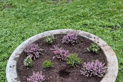 Florile din Parcul Cismigiu sub protectia politistilor locali Sute de flori au fost furate in doar cateva zile