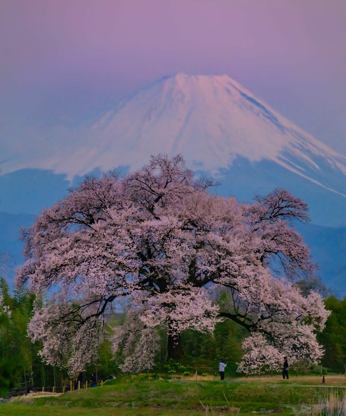 Locuitorii unui oras japonez revoltai de afluxul mare de turisti veniti sa admire florile de cires si Muntele Fuji