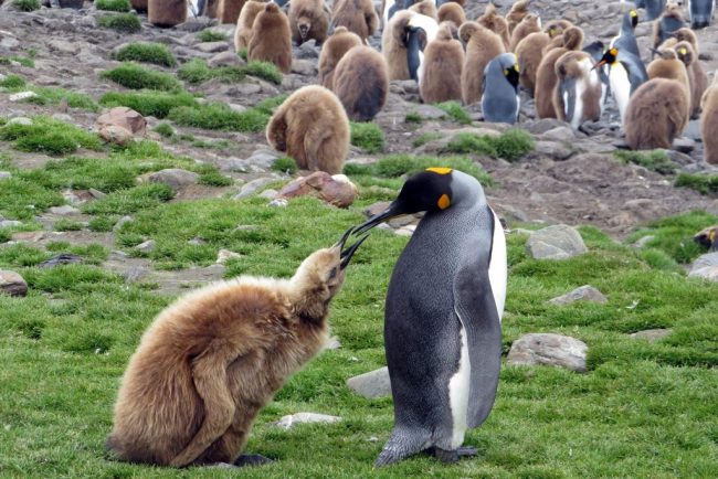Pinguinul imperial a fost declarat oficial specie pe cale de disparitie