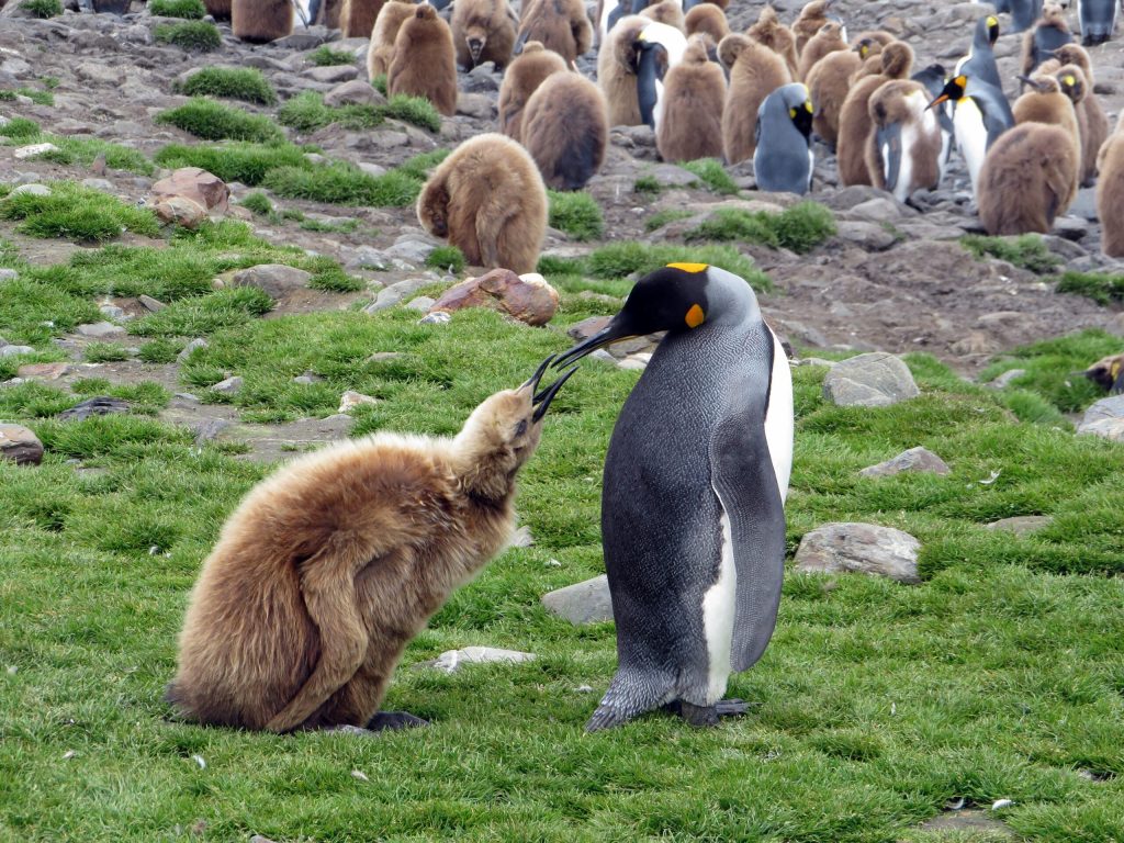 Pinguinul imperial a fost declarat oficial specie pe cale de disparitie