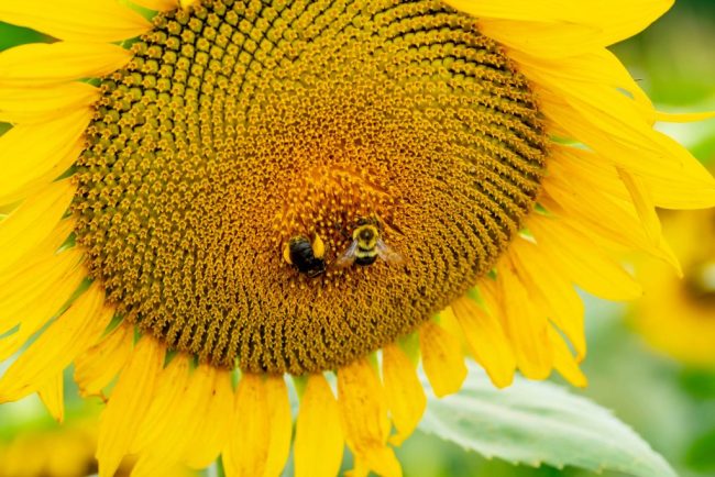 Populatiile de albine si sirfide sunt intr o scadere alarmanta UE cere inversarea acestei tendinte pana in 2030