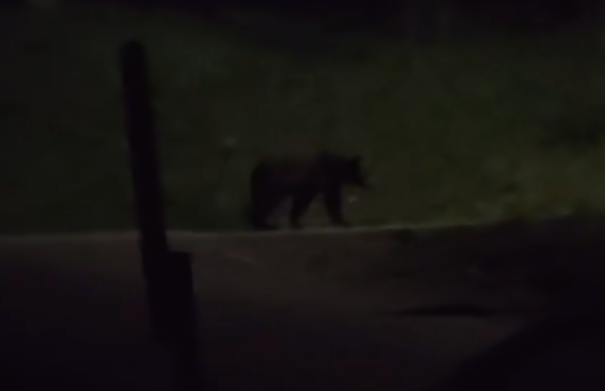 VIDEO Alerta Urs surprins in aceasta seara intr o localitate din Cluj aproape de locuinte Nu iesiti sa faceti poze cu ursul Poate fi foarte agresiv