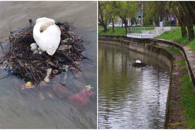 cuib din gunoaie pentru lebedele din cluj mitul orasului verde de cinci stele spulberat ma doare stomacul biata pasare