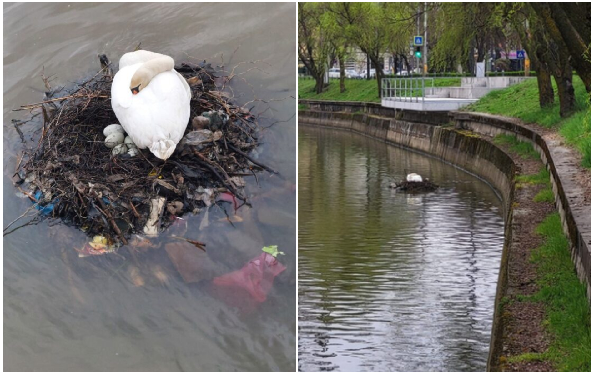 cuib din gunoaie pentru lebedele din cluj mitul orasului verde de cinci stele spulberat ma doare stomacul biata pasare