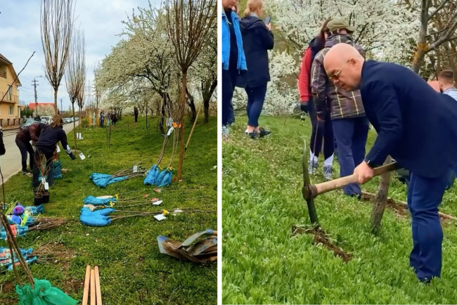 video studentii si sportivii din cluj au participat la plantarea pomilor fructiferi peste 300 de copaci au fost plantati in iris si someseni intr un proiect european
