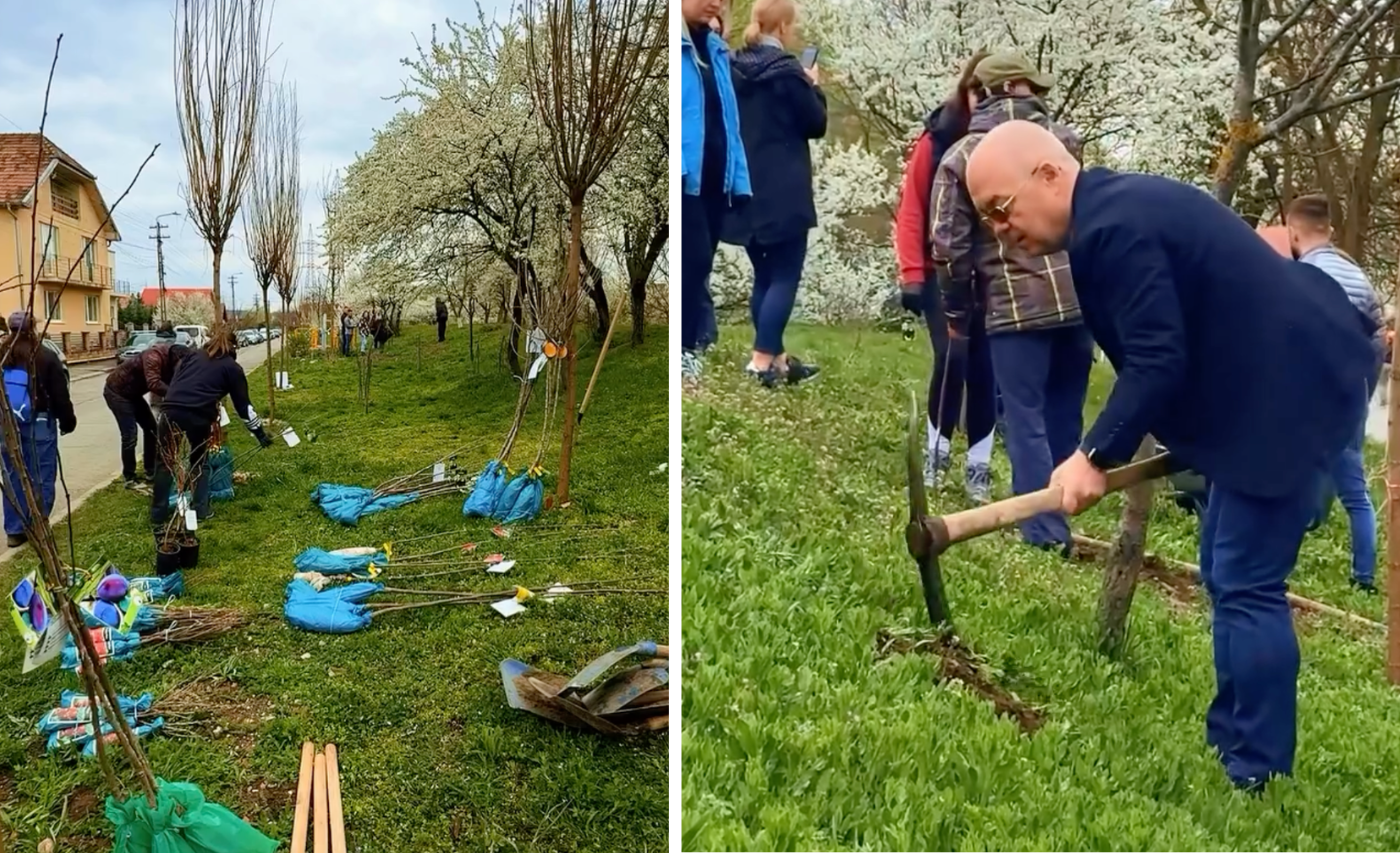 video studentii si sportivii din cluj au participat la plantarea pomilor fructiferi peste 300 de copaci au fost plantati in iris si someseni intr un proiect european