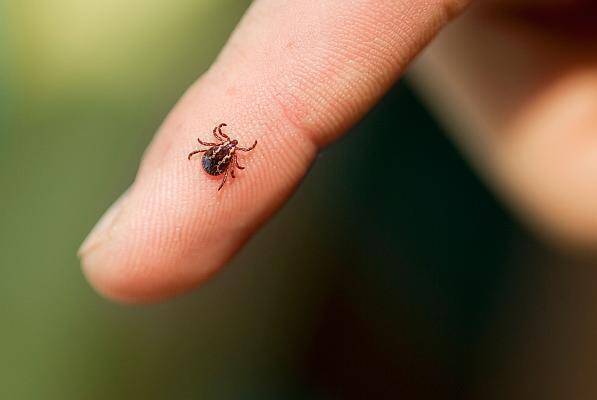 Capuse raspandite in Cluj Napoca Locuitorii din zona Calea Motilor cer ajutor urgent Risc real pentru copii varstnici si animale de companie