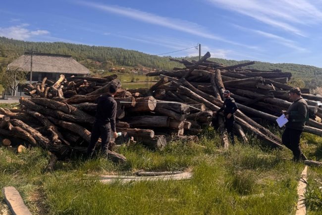 Hotii de lemn nu au nicio sansa in Cluj Politia si Garda Forestiera au confiscat materiale in valoare de 48000 de lei si au dat 15 amenzi