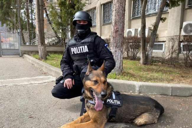 IPJ Cluj aduce caini la meci Targ de adoptie la FC Universitatea FC Arges Adopta nu cumpara Sterilizeaza nu abandona