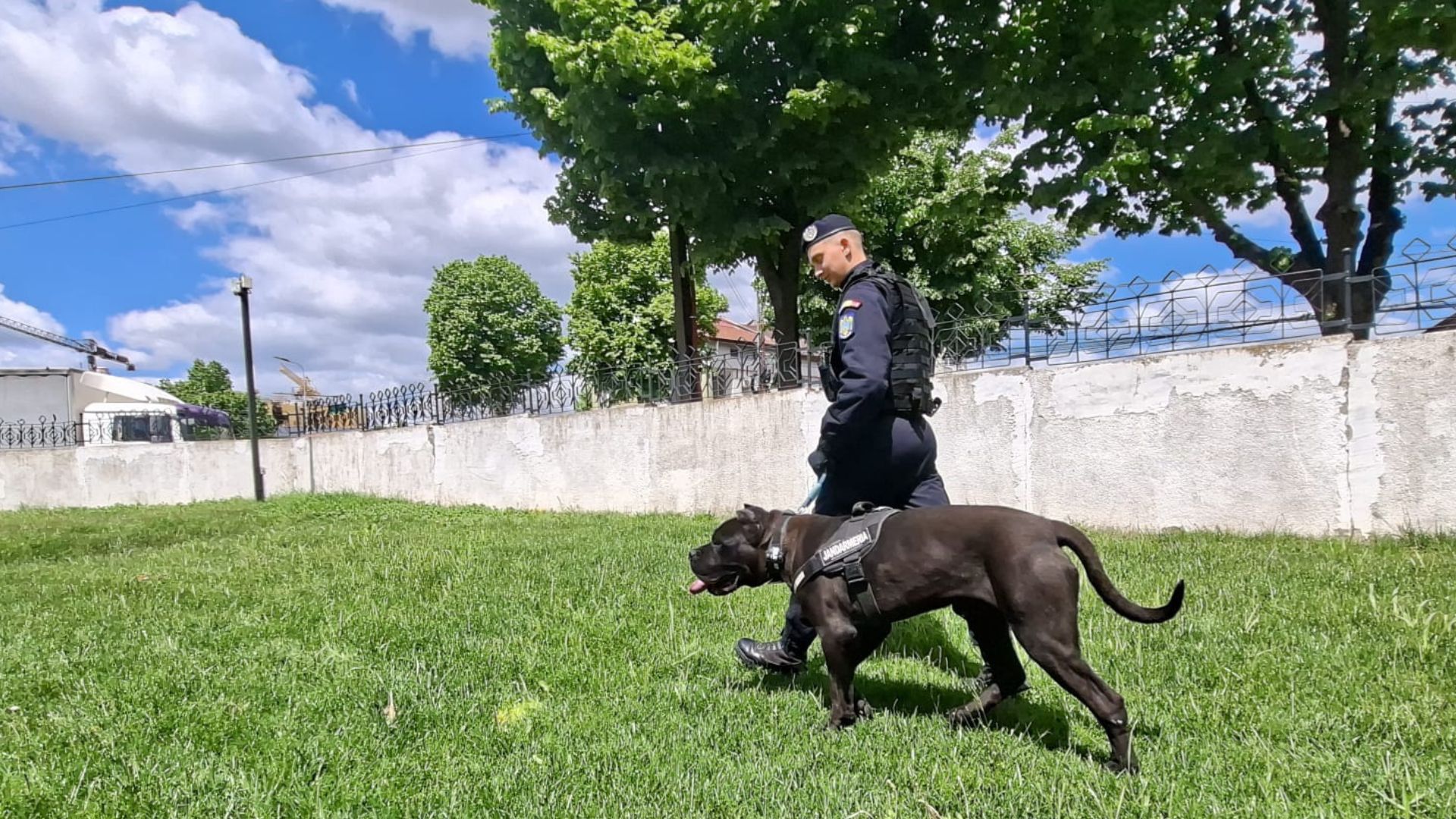Jandarmii din Tulcea au un nou coleg blanos Ben se pregateste pentru misiuni