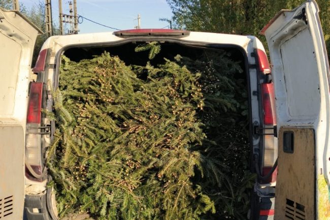 O jumatate de tona de cetina de brad confiscata pe un drum din Cluj soferul nu avea niciun document pentru incarcatura din vehicul
