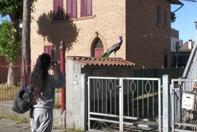 Partidul lui Meloni adopta masuri stricte impotriva problemei patunilor din Italia
