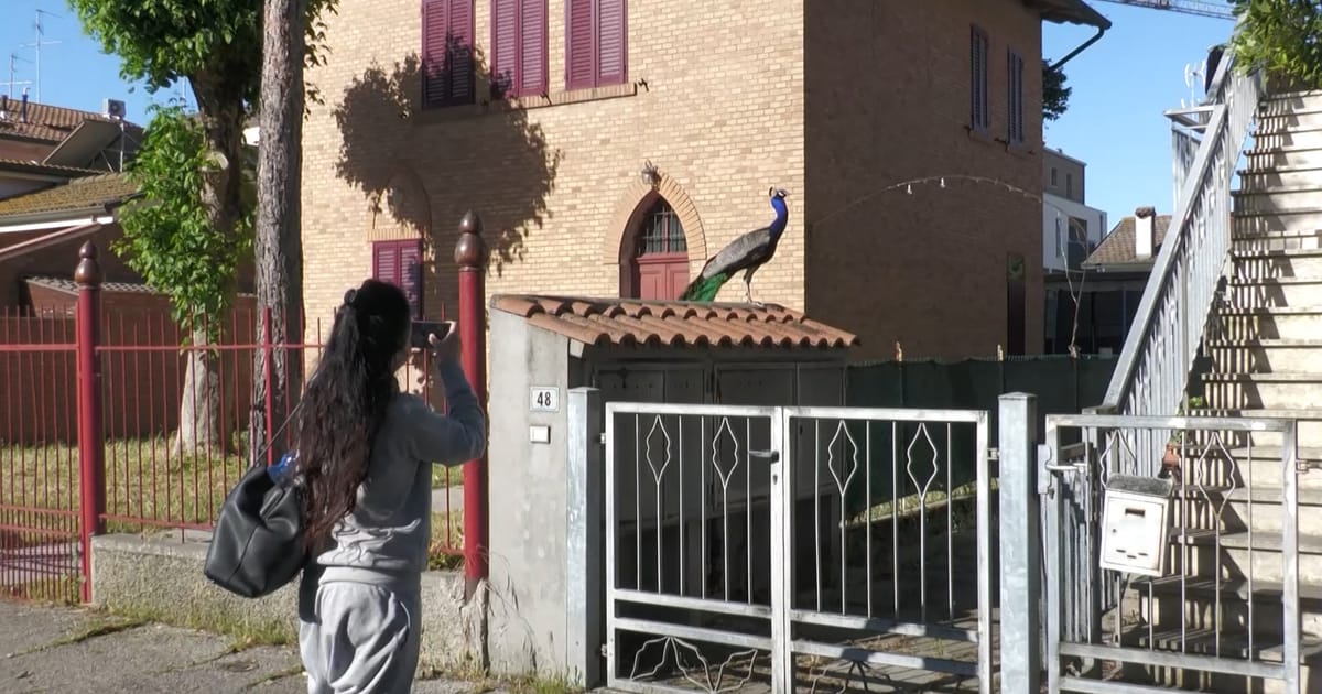 Partidul lui Meloni adopta masuri stricte impotriva problemei patunilor din Italia