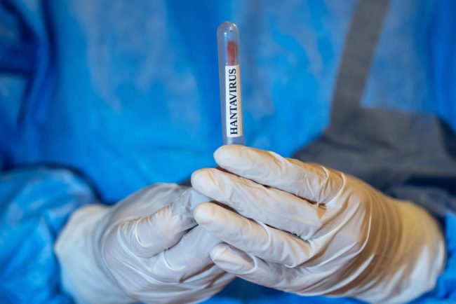 Presa ungara ingrijorata de situatia din Romania Hantavirusul a atins granita
