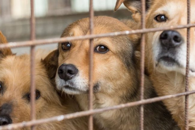 Primaria Cluj investeste mai mult in ingrijirea cainilor fara stapan Costurile din adaposturi au crescut semnificativ dar Clujul nu renunta la animalele de pe strazi