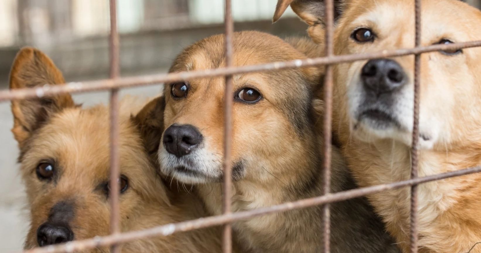 Primaria Cluj investeste mai mult in ingrijirea cainilor fara stapan Costurile din adaposturi au crescut semnificativ dar Clujul nu renunta la animalele de pe strazi