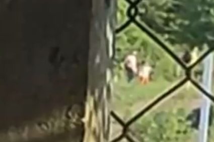 Scandal în Florești! Un clujean susține că o familie i-a intrat pe proprietate prin garduri electrice și apoi l-a denunțat din cauza câinilor.
