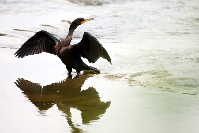 Ultimele zile ale cormoranului 10 tari din UE solicita deschiderea sezonului de vanatoare pentru pasarile piscivore