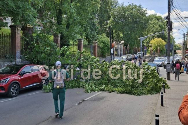 Un copac a cazut peste o masina pe strada Clinicilor din Cluj pompierii intervin pentru a debloca drumul