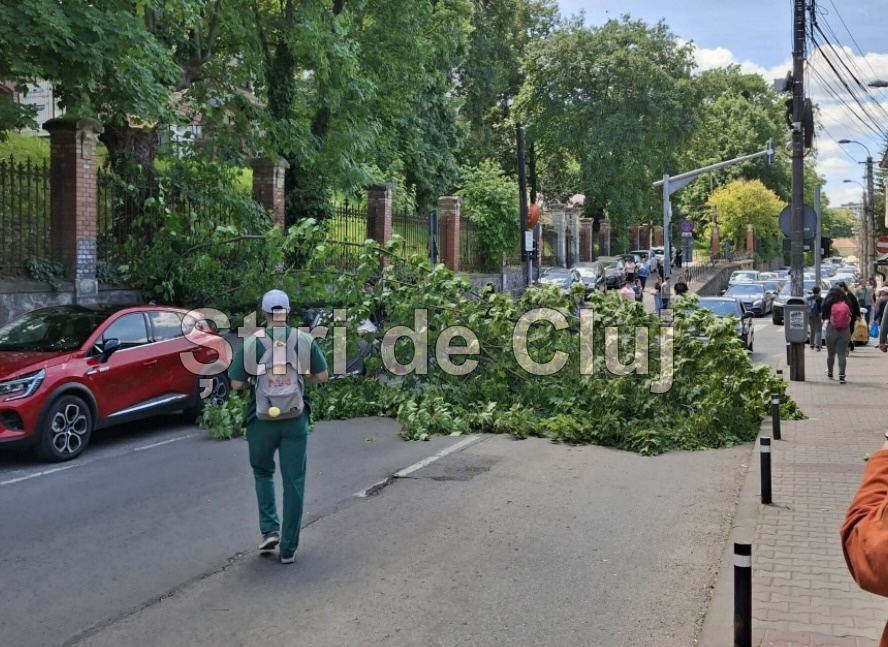 Un copac a cazut peste o masina pe strada Clinicilor din Cluj pompierii intervin pentru a debloca drumul